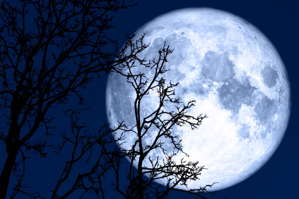 istock full sprouting moon back on silhouette plant and trees on night sky 1166310107