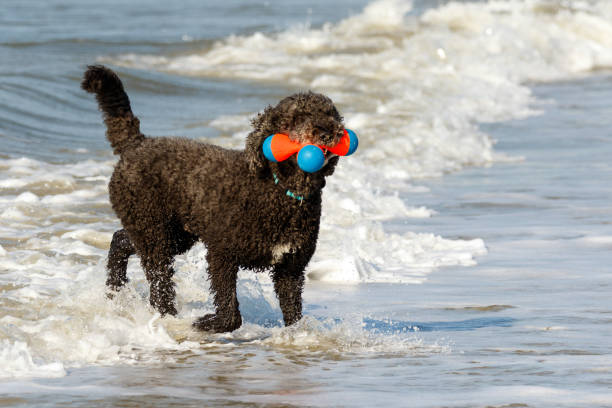 Cão padrão preto da caniche que brincando nas ondas na costa - foto de acervo