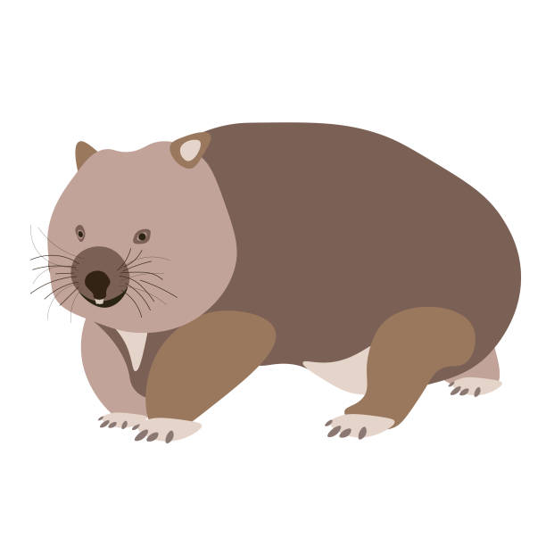 Wombat vector art illustration