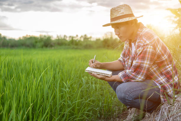 istock Young Asian farmer checking his green rice field and make a report on notebook 1166311256