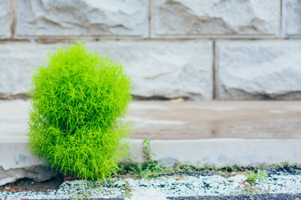 istock Outdoor roadside verdant broom and stone background 1166311923