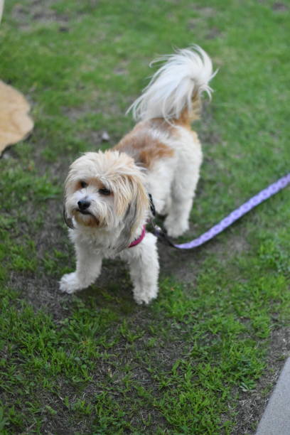 istock Small Dog with Harness on Grass with leash ready for a walk looking left frame 1166311958