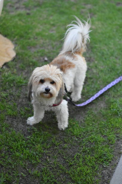 istock Small Dog with Harness on Grass with leash ready for a walk 1166311960