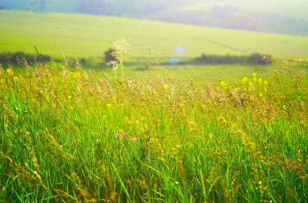 Tall Grass, Meadow Flowers, Blurred Hills and Fields in Background. Vibrant Summer Sunset with Warm Sun Flare.