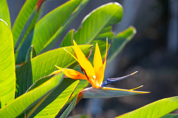 Bird of paradise plant stock photo