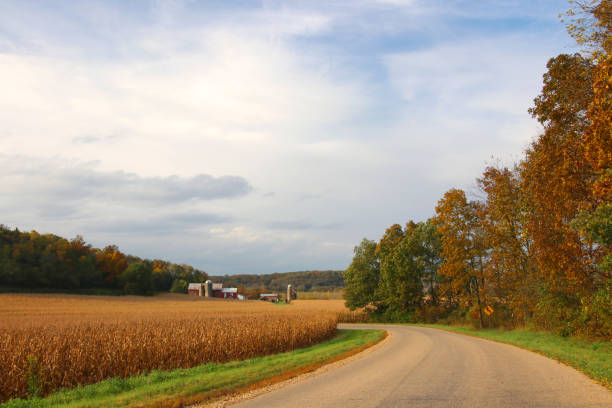 Scenic landscape with countryside road along ripe corn fields and colorful trees. Farm buildings in a background. Farming concept. Midwest USA, Wisconsin.