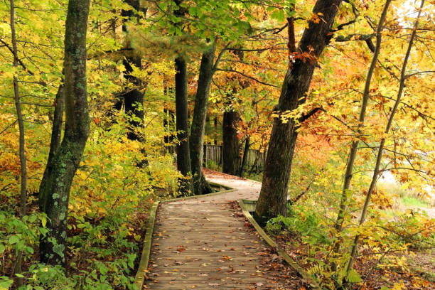 A wooden bridge connects a forest hiking trail through the scenic, autumn landscape at Leonard Harrison State Park in Pennsylvania, USA.