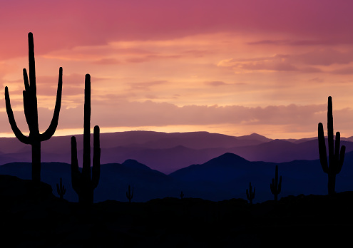Desert with Saguaro Cactus at sunset near Phoenix Arizona