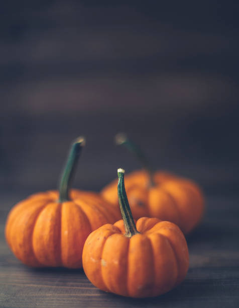 Thanksgiving still life with rustic setting of miniature pumpkins on wood tabletop Thanksgiving still life with rustic setting of miniature pumpkins on wood tabletop miniature pumpkin stock pictures, royalty-free photos & images