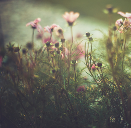 Pink cosmos flowers in early evening light