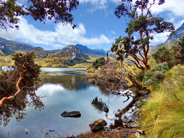 istock Cajas national park, Ecuador 1166321011