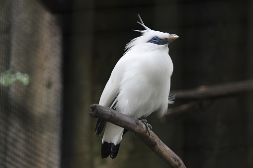 Bali starling on a tree branch