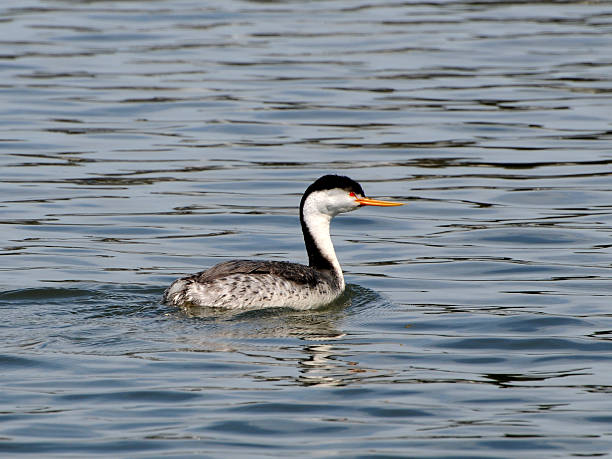 istock Clark's grebe, Aechmophorus clarkii, swimming 116632225