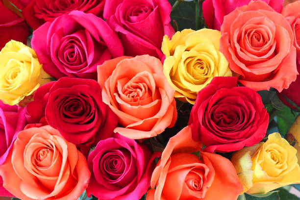 istock Floral background with colorful roses. 1166322887