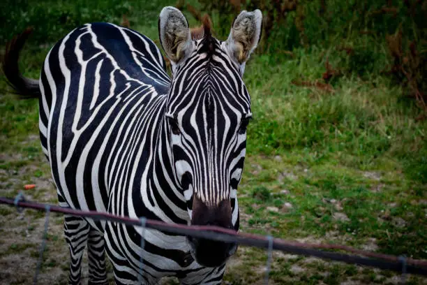 Close-up of a Zebra