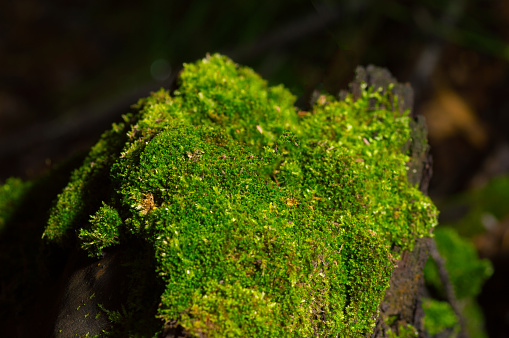 the stones of a wall covered with green moss