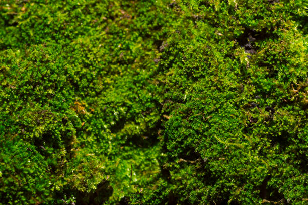 istock green moss background texture beautiful in nature 1166325788