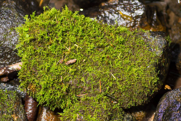 istock Natural moss covered a stones in winter forest 1166325805