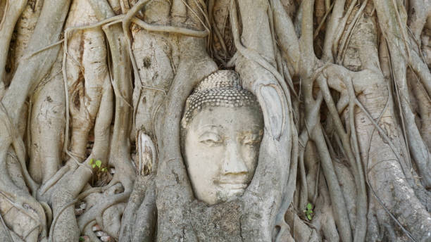 istock Head of Buddha statue in tree root, Wat Maha That temple 1166325987