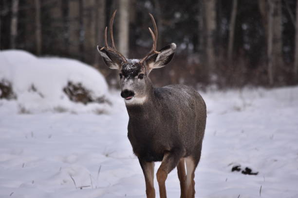 istock Mule Deer buck in a field 1166326745