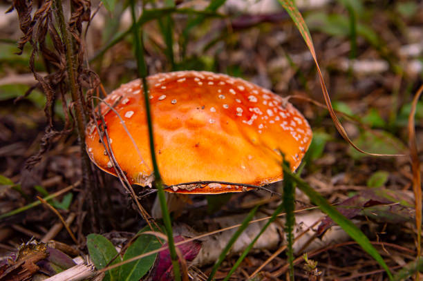 아마니타 무스카리아. 유독 한 숲 버섯입니다. - 독우산광대버섯 이미지 뉴스 사진 이미지