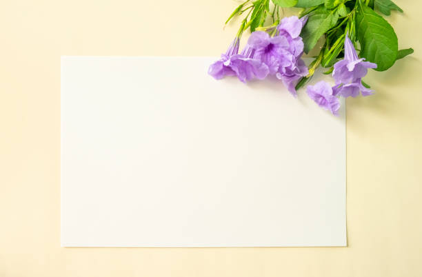 istock purple flower on white and soft yellow background 1166326790