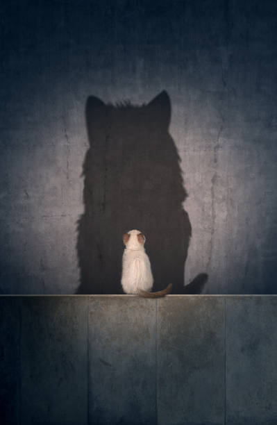 istock A small cat and a big tiger shadow 1166327177