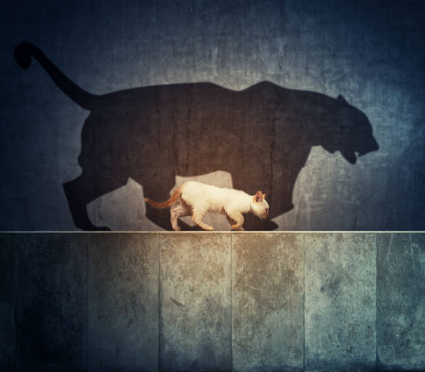A small cat and a big tiger shadow stock photo