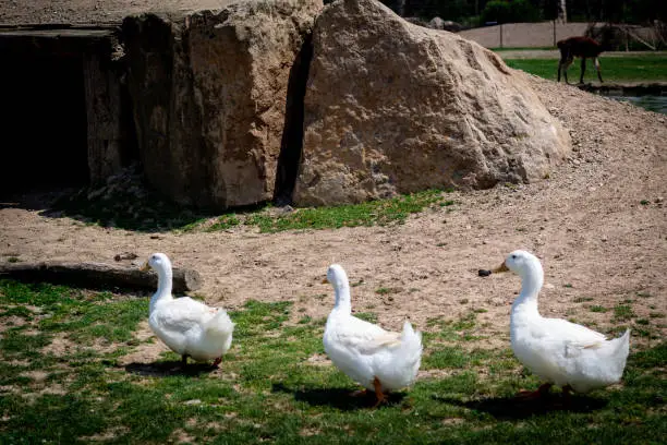 Three White duck walking together in a line