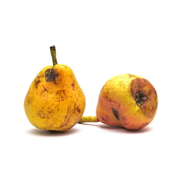 Photo of Rotten organic pears on a white background