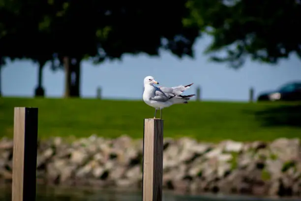 Seagull sitting on a post at lake Erie 55th marina