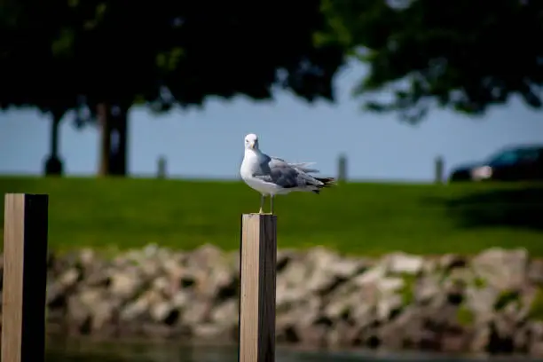 Seagull sitting on a post in the lake Erie Erie E55th marina