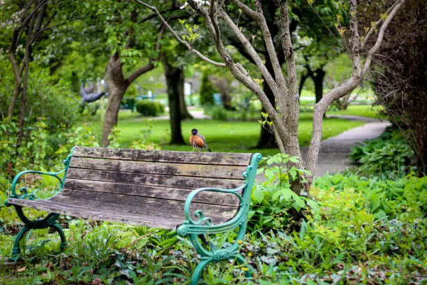 Bird sitting on a park bench