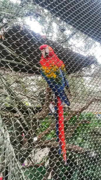 Scarlet macaw sitting in a cage