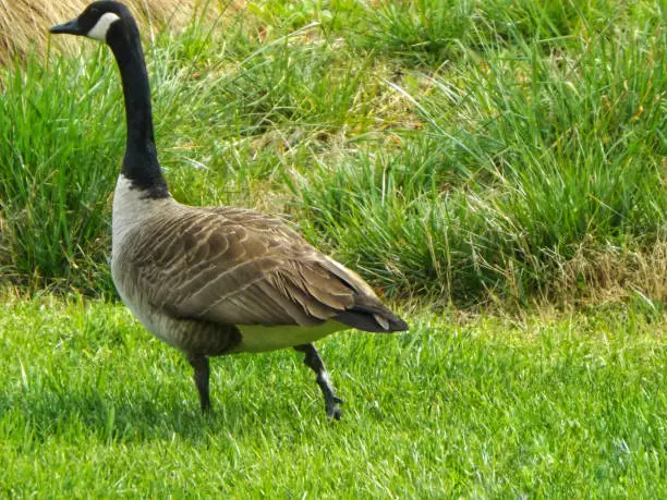 Geese walking alone in the grass