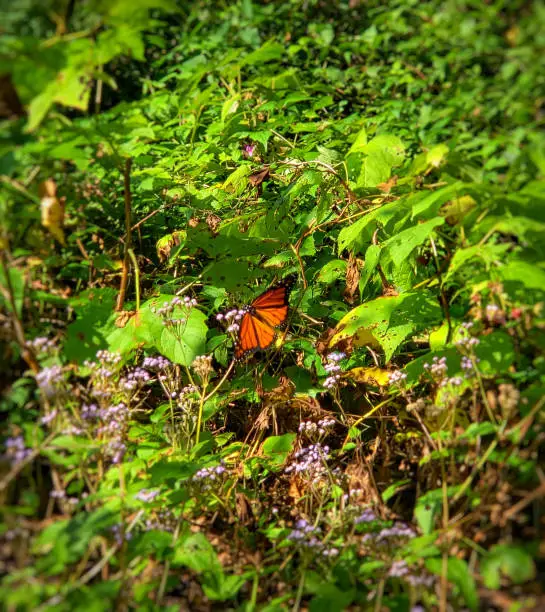 Orange butterfly sitting on a flower