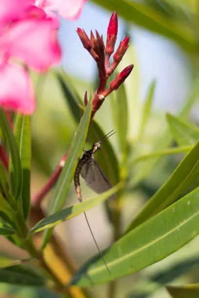 Dragonfly sitting on a leaf
