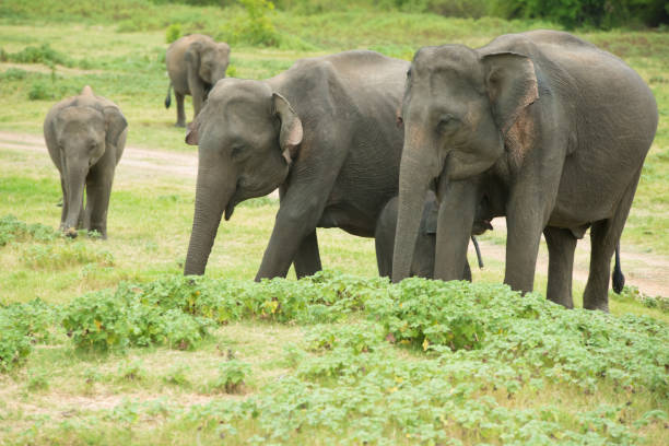 istock Elephants at Kaudulla National Park, Sri Lanka 1166328017