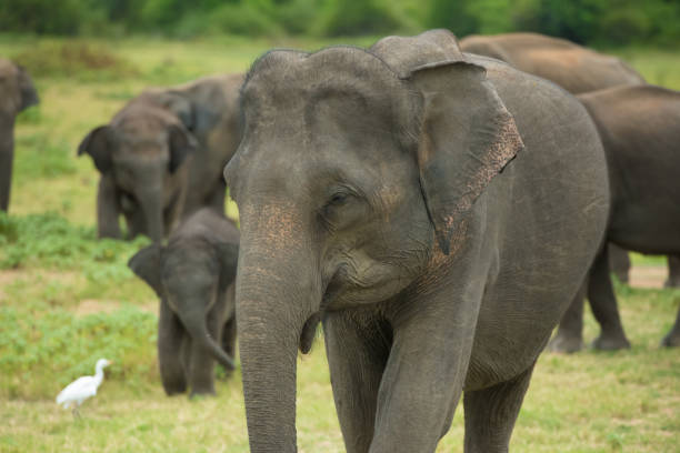 istock Elephants at Kaudulla National Park, Sri Lanka 1166328048
