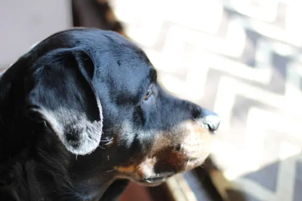 Close-up side profile of a Rottweiler