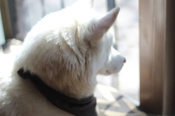 Profile of white Siberian Husky