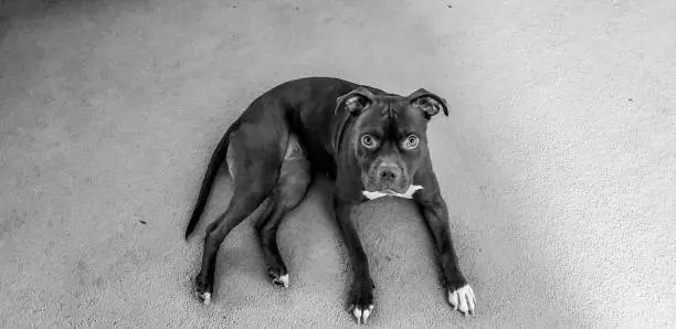 Black and white Portrait of a Boxer pitbull mixed breed dog lying down