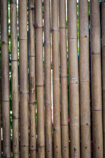 istock Nature bamboo fence 1166328197