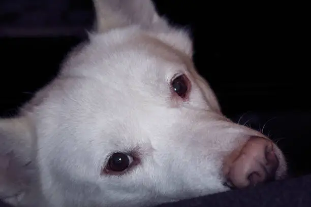 Close-up of white Siberian Husky