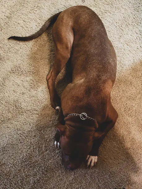 Boxer pitbull mixed breed dog lying down