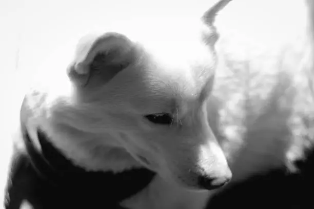 Close-up of a white Siberian Husky
