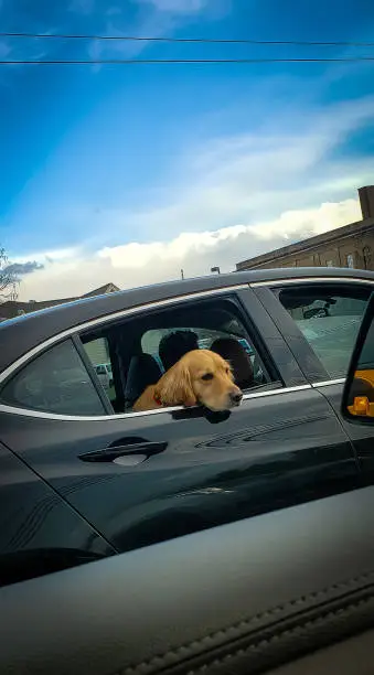 Golden Retriever riding with head out of a car window