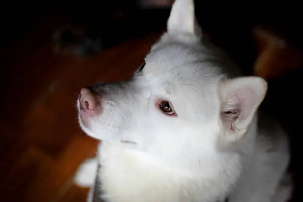Close-up of a white Siberian Husky