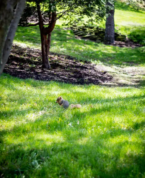 Squirrel in a park
