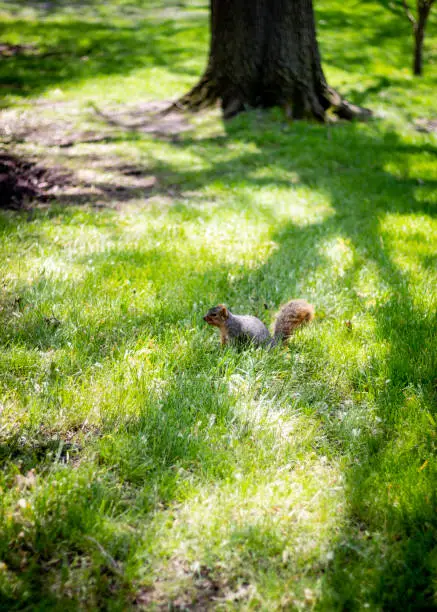 Squirrel in a park